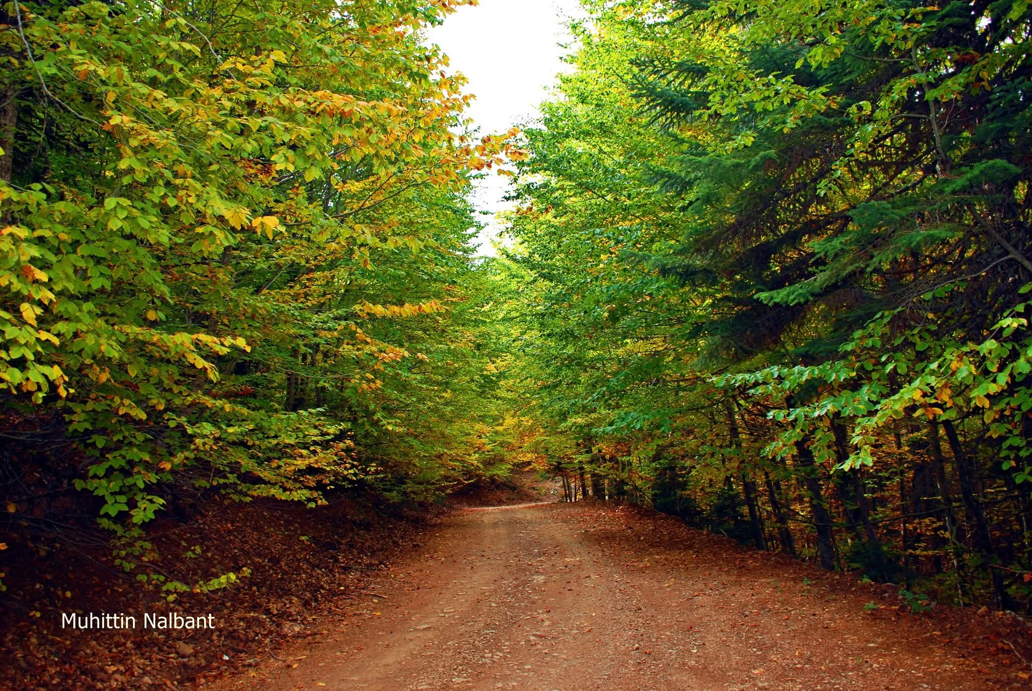 Osmaniye’de Sonbahar Yapraklar Çiçeğe Dönüştü4