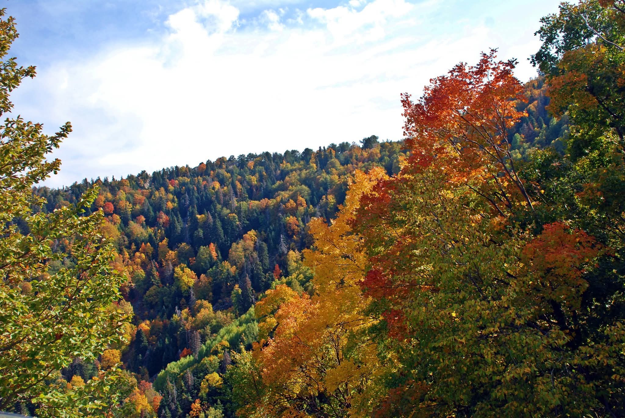 Osmaniye’de Sonbahar Yapraklar Çiçeğe Dönüştü5