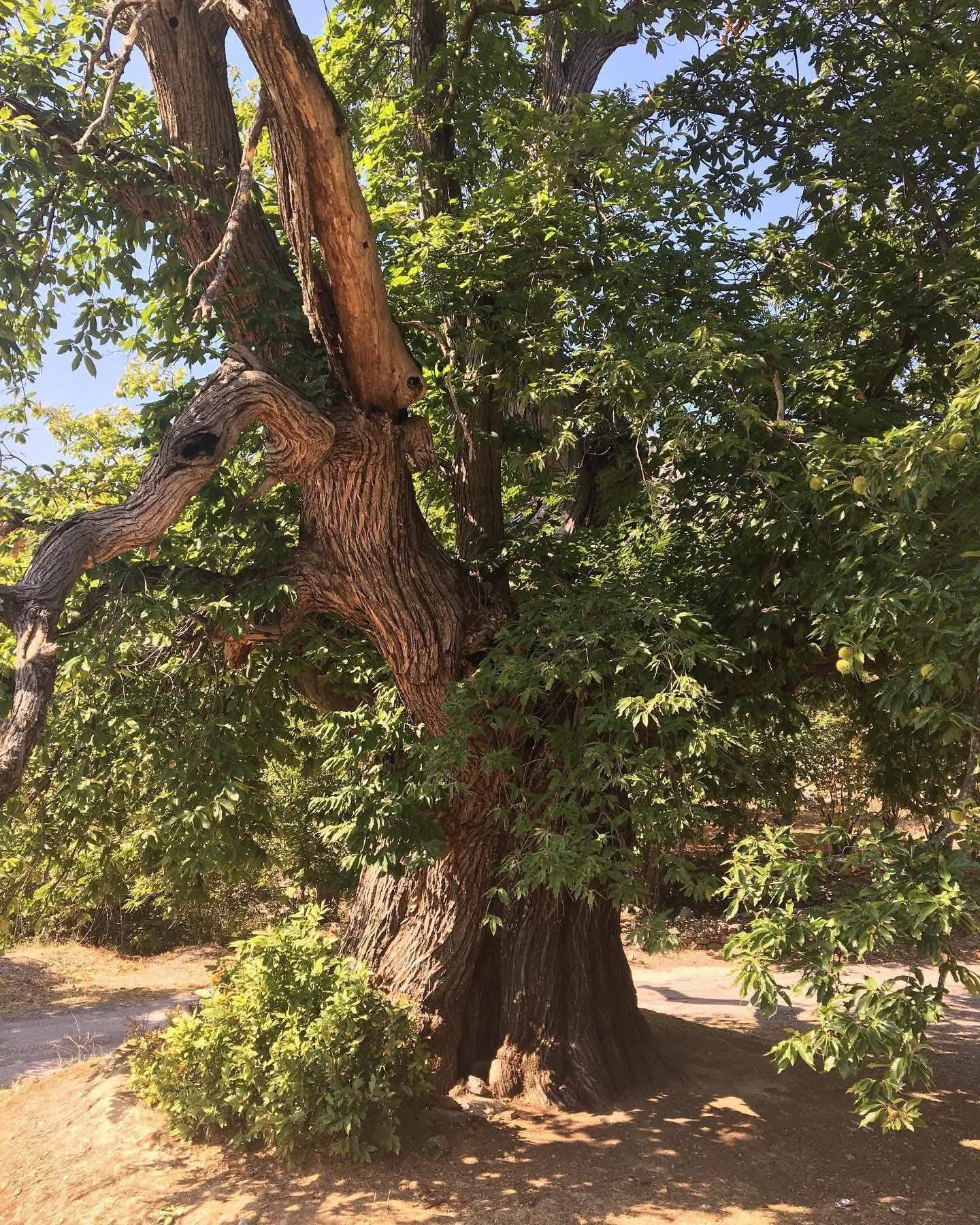 Osmaniye’de Tarihi Arap Astı Kestanesi İlgi Çekiyor2