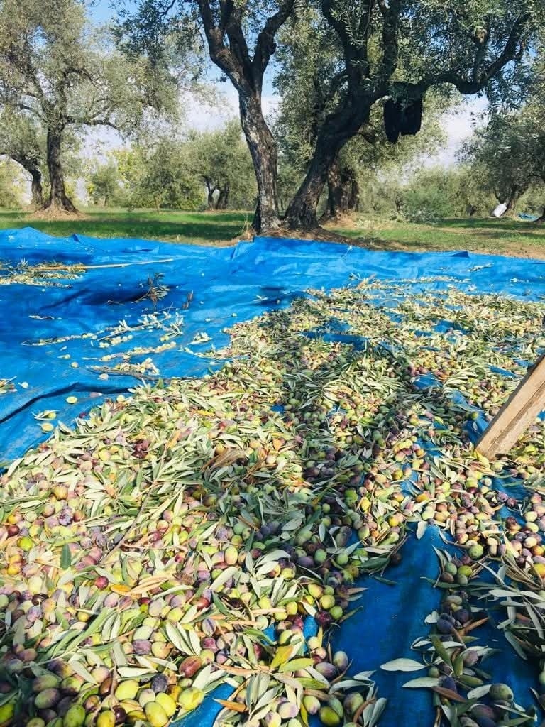 Osmaniye’de Zeytin Hasadı Başladı Üç Farklı Kullanım İçin Ayrılıyor (1)