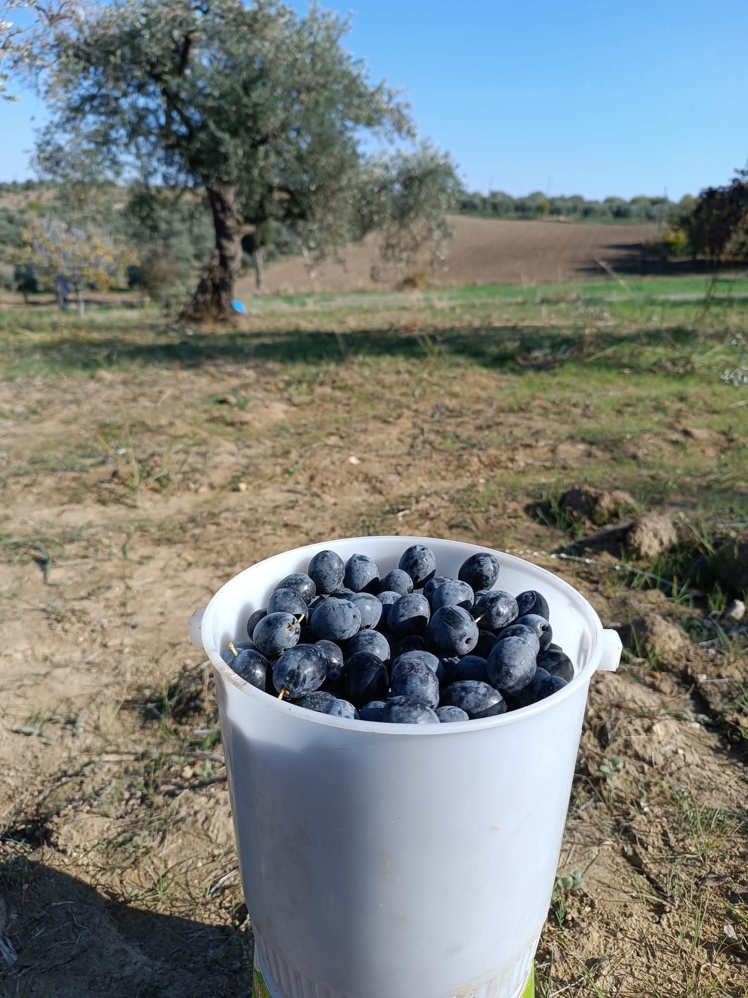 Osmaniye’de Zeytin Hasadı Başladı Üç Farklı Kullanım İçin Ayrılıyor (2)