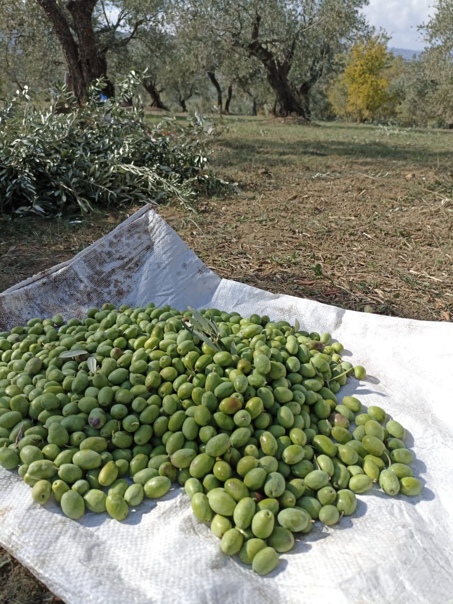 Osmaniye’de Zeytin Hasadı Başladı Üç Farklı Kullanım İçin Ayrılıyor (3)
