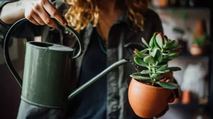 Osmaniyeliler İçin Ev Bitkilerine 2 Dakikada 2 Aya Bakım2