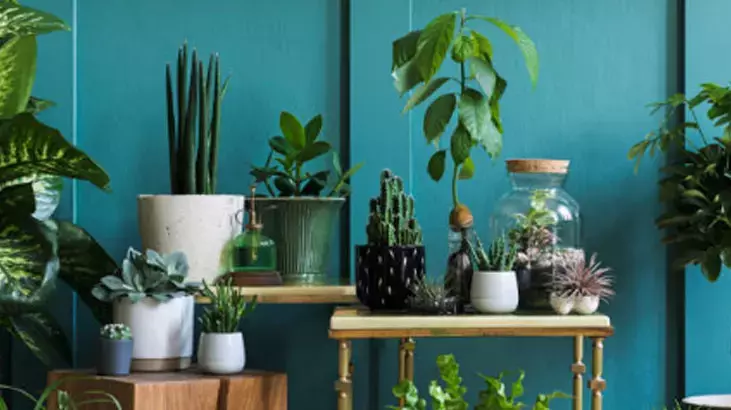 Osmaniyeliler İçin Ev Bitkilerine 2 Dakikada 2 Aya Bakım3