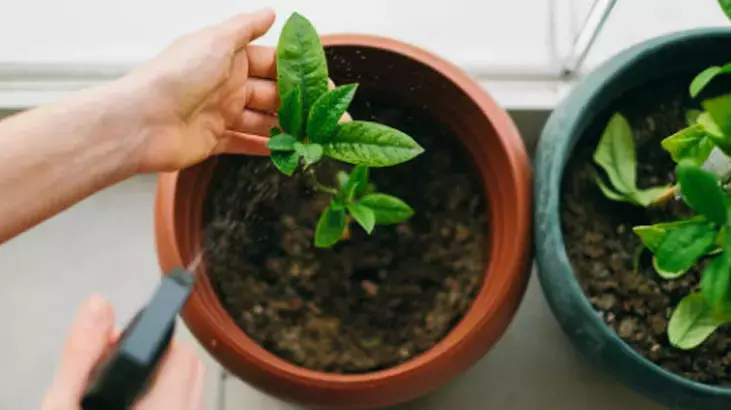 Osmaniyeliler İçin Ev Bitkilerine 2 Dakikada 2 Aya Bakım5