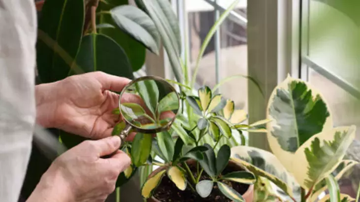 Osmaniyeliler İçin Ev Bitkilerine 2 Dakikada 2 Aya Bakım6