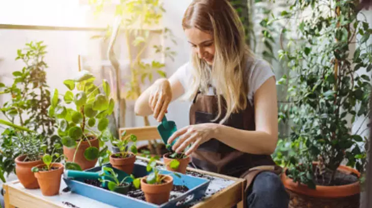 Osmaniyeliler İçin Ev Bitkilerine 2 Dakikada 2 Aya Bakım7