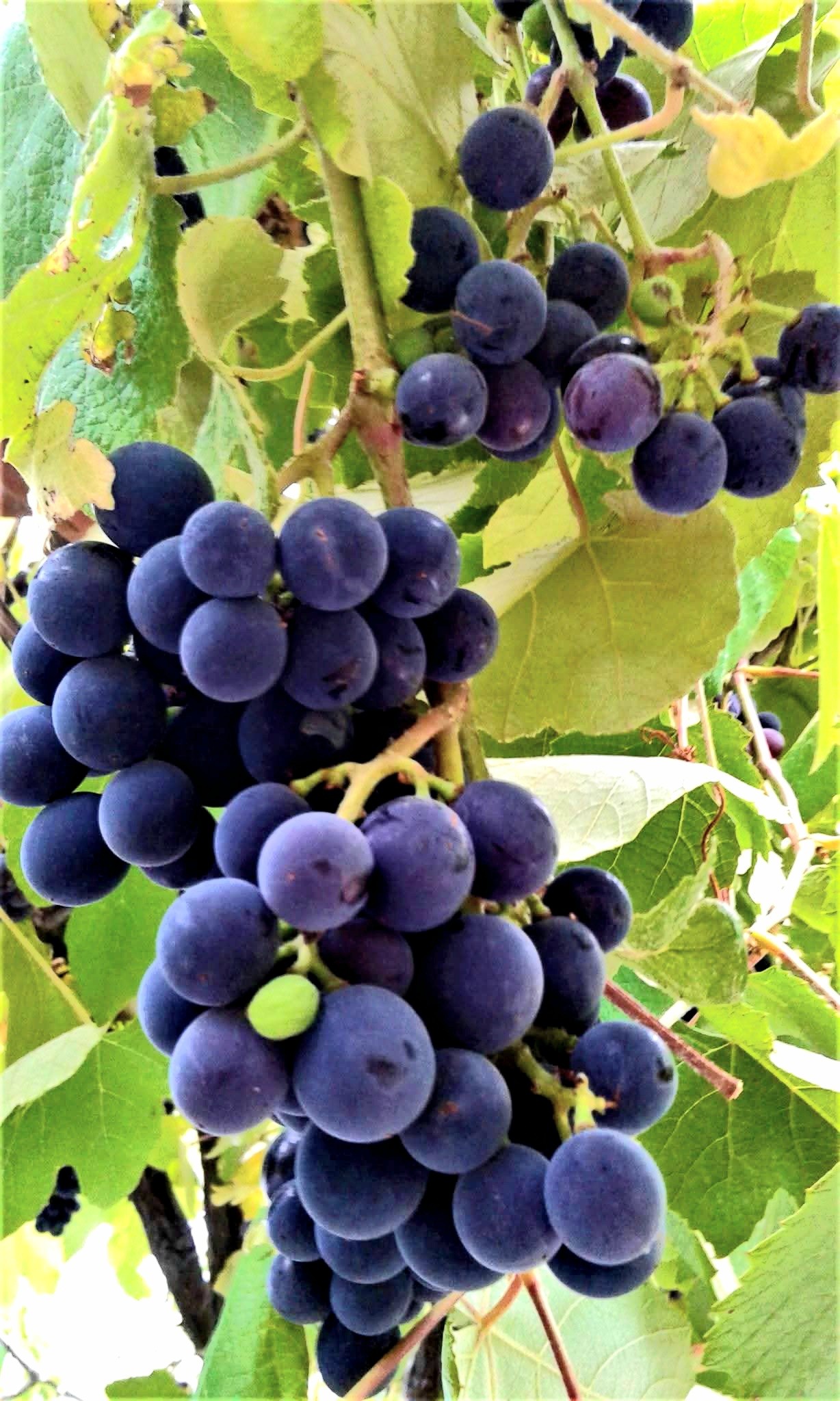 Osmaniyelilerden Zorkun’da Memili Dayı’ya Ziyaret3