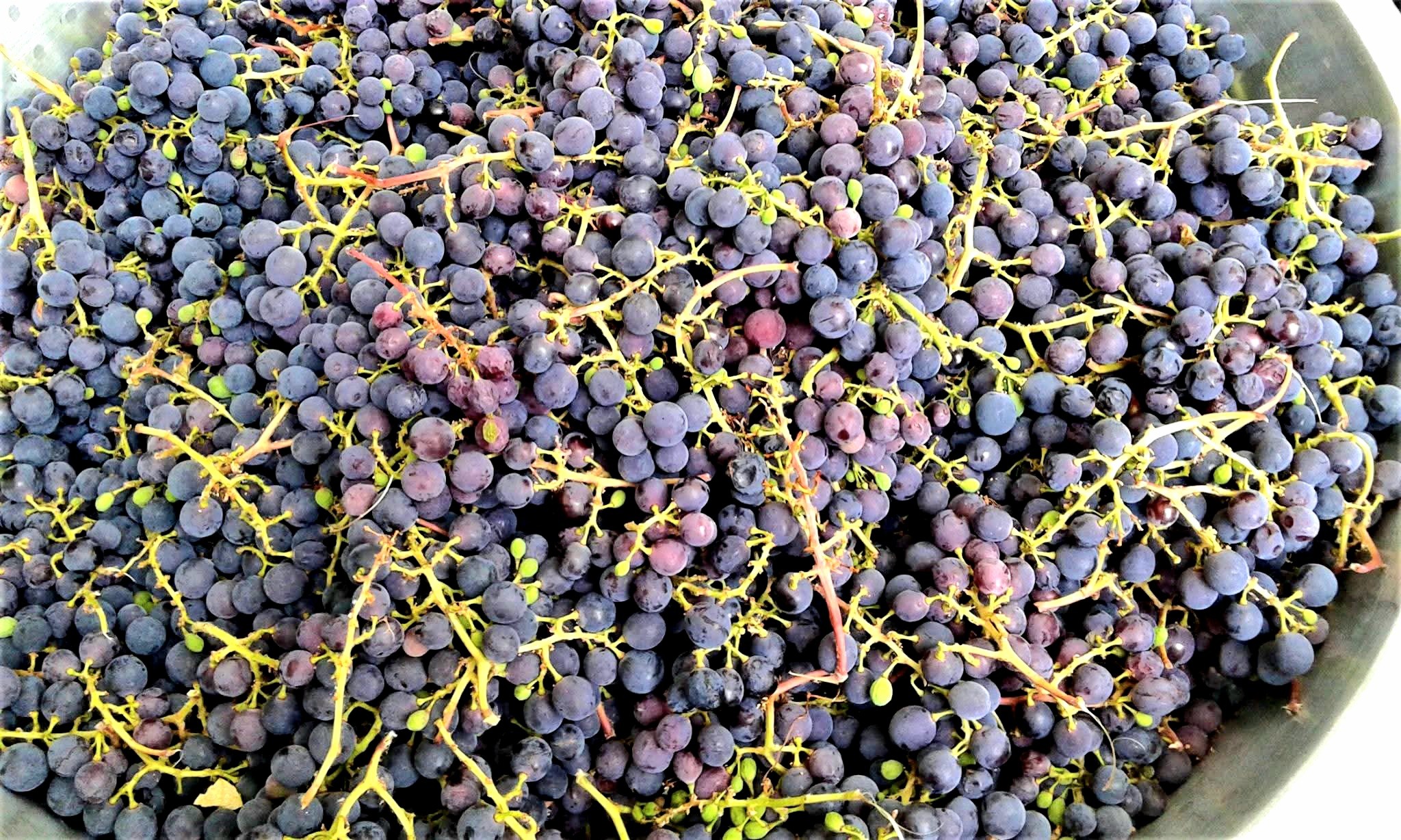 Osmaniyelilerden Zorkun’da Memili Dayı’ya Ziyaret4