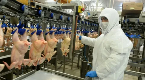 Tavuk Eti Üretimi Ağustosta Yükselişe Geçti1