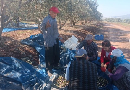 Toprakkale’de Zeytin Hasadı Başladı, Bereketli Sezon Dileği1