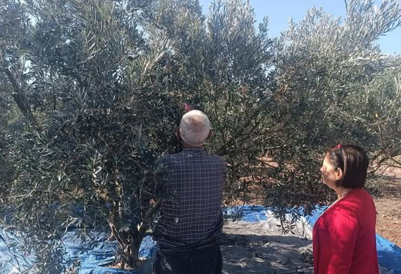 Toprakkale’de Zeytin Hasadı Başladı, Bereketli Sezon Dileği2
