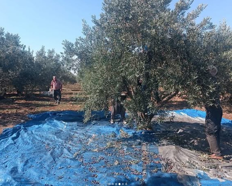 Toprakkale’de Zeytin Hasadı Başladı, Bereketli Sezon Dileği3