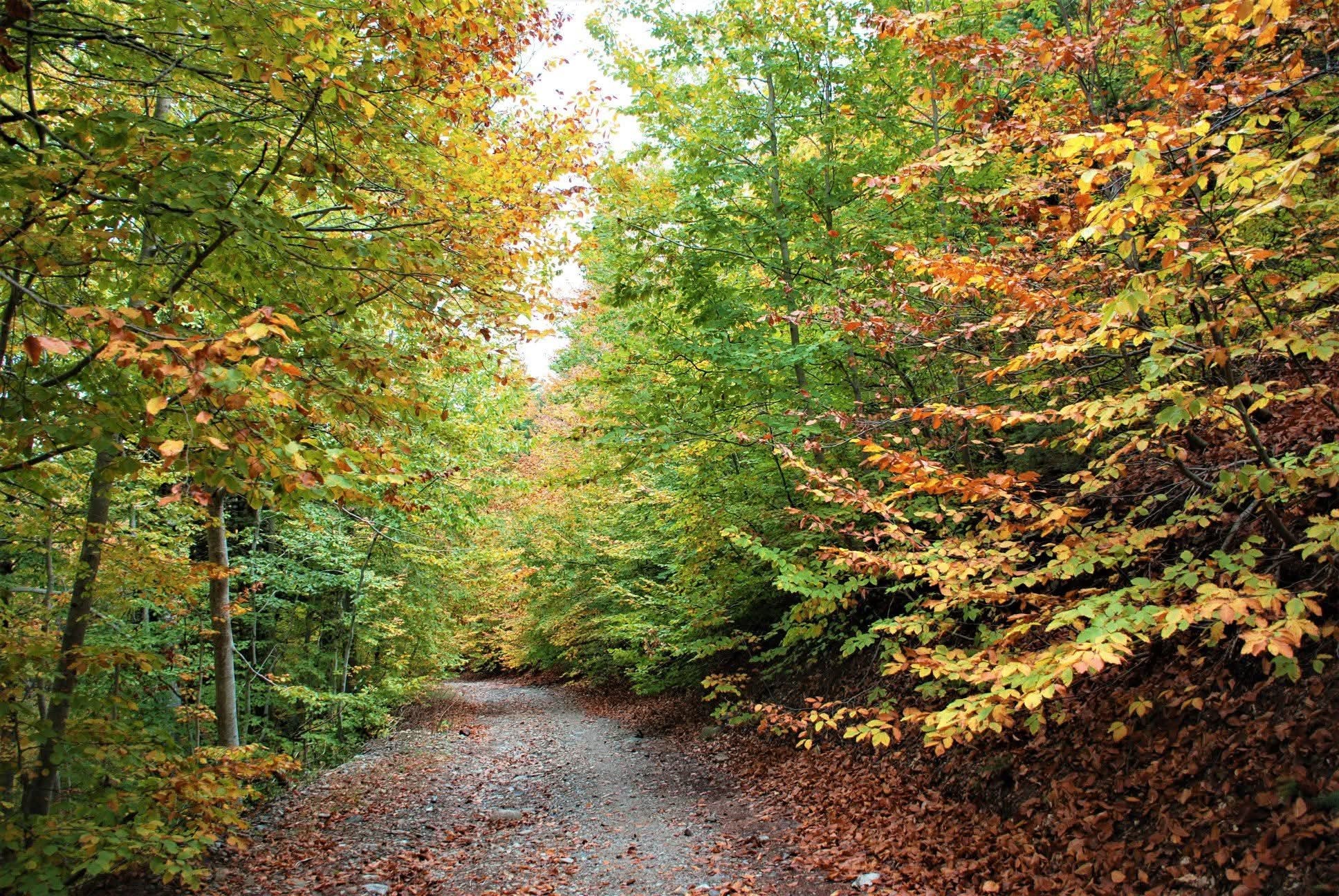 Zorkun Yaylası Keldaz’da Sonbahar Büyüsü (1)