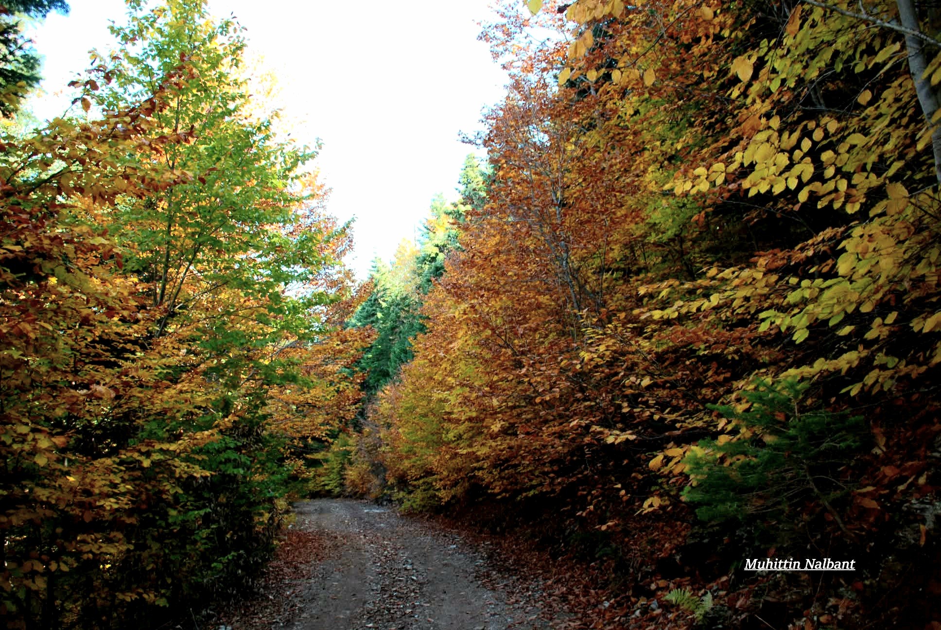 Zorkun Yaylası Keldaz’da Sonbahar Büyüsü (3)