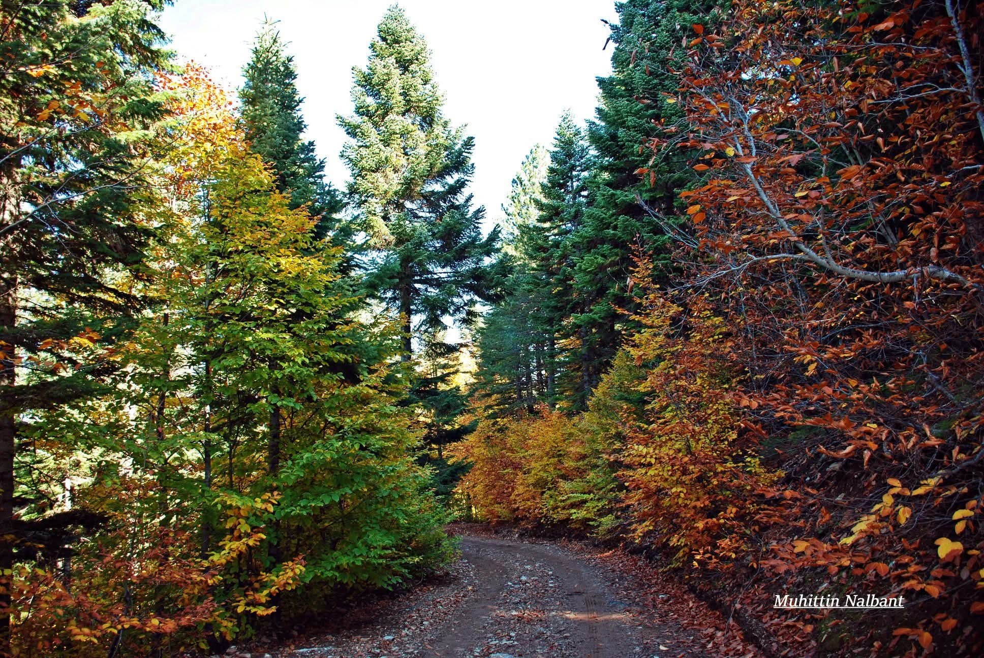 Zorkun Yaylası Keldaz’da Sonbahar Büyüsü (4)