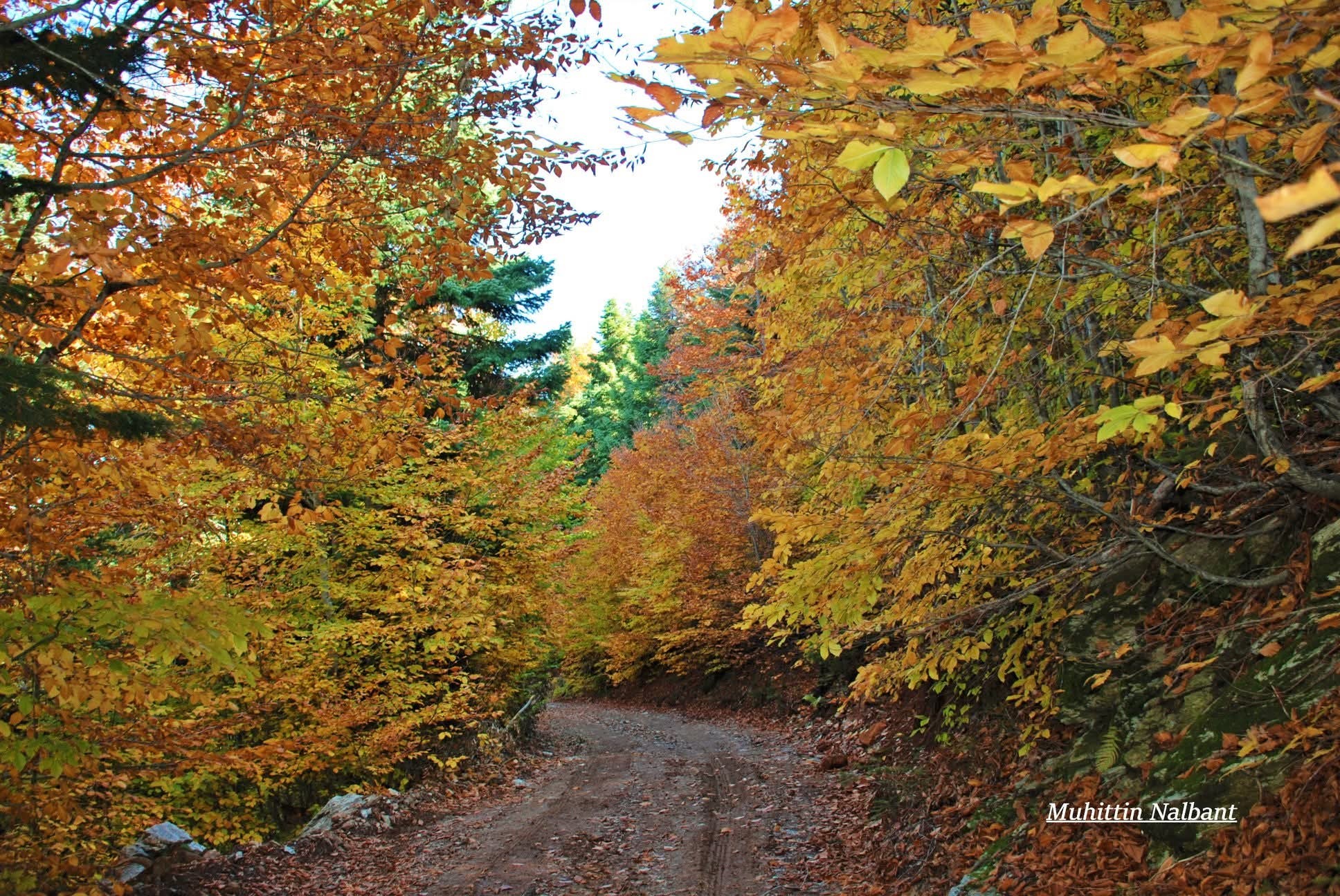 Zorkun Yaylası Keldaz’da Sonbahar Büyüsü (5)