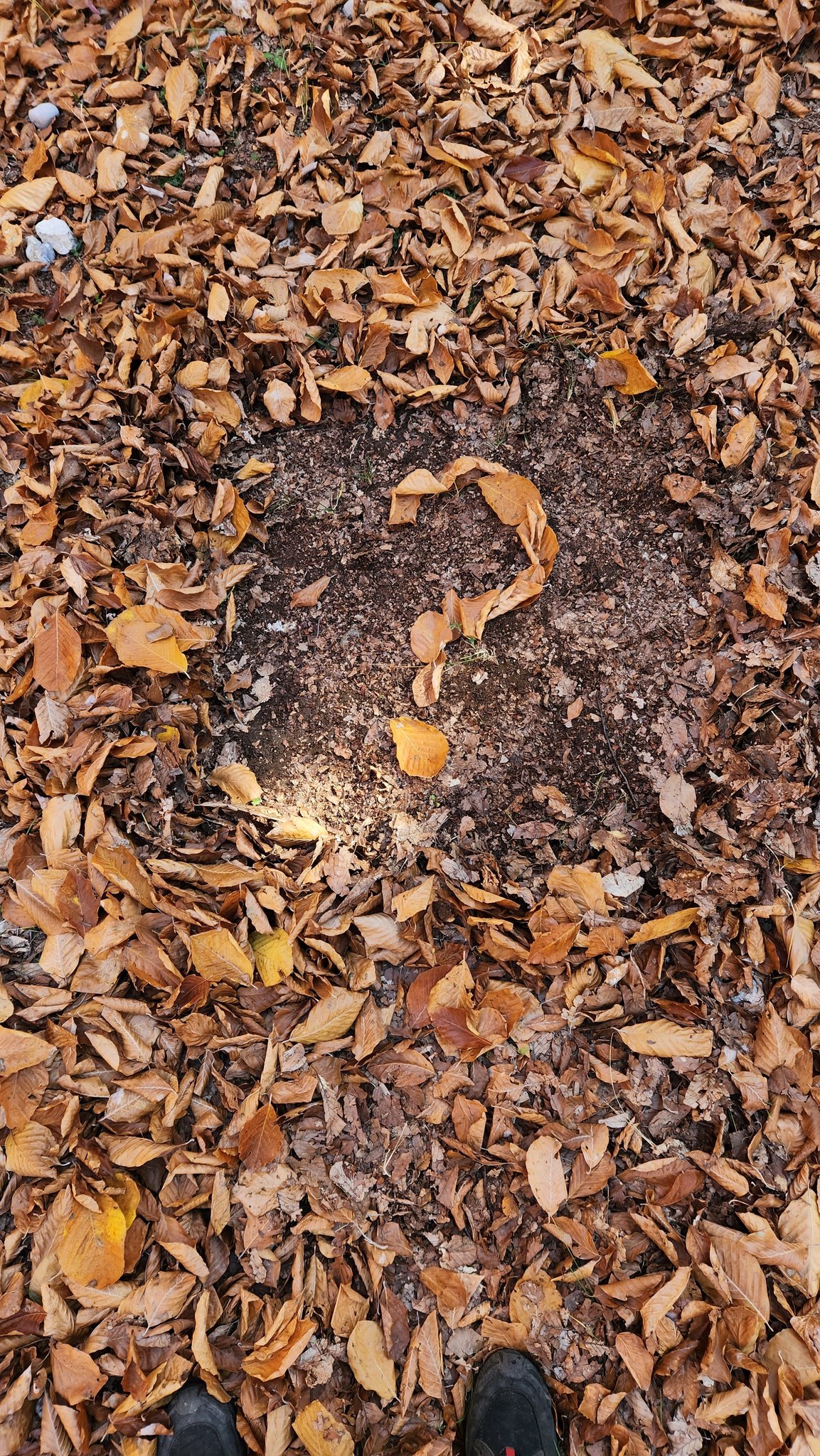 Adana’nın Saklı Cenneti Kozan Yirce Kayın Ormanı10