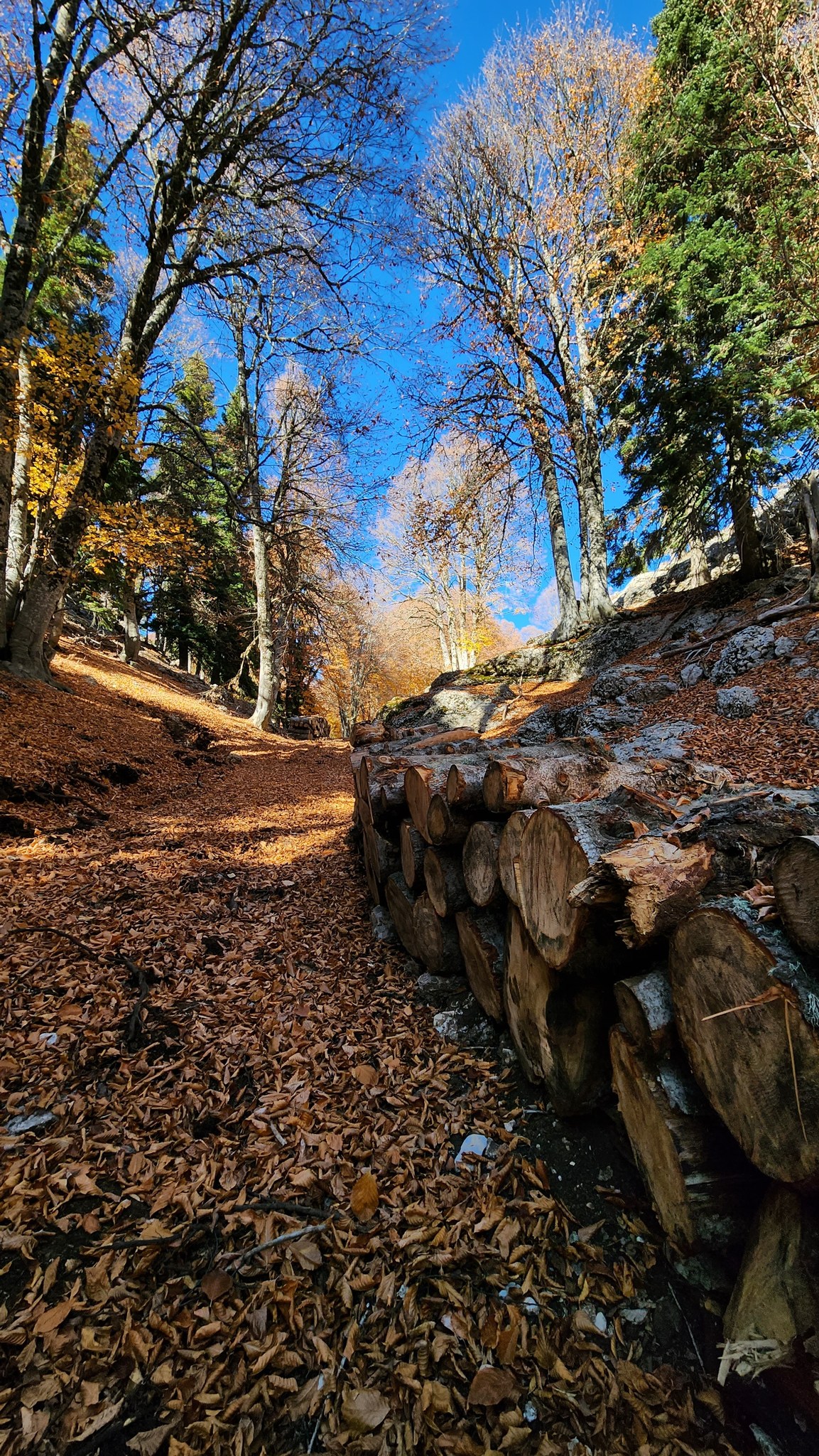Adana’nın Saklı Cenneti Kozan Yirce Kayın Ormanı3