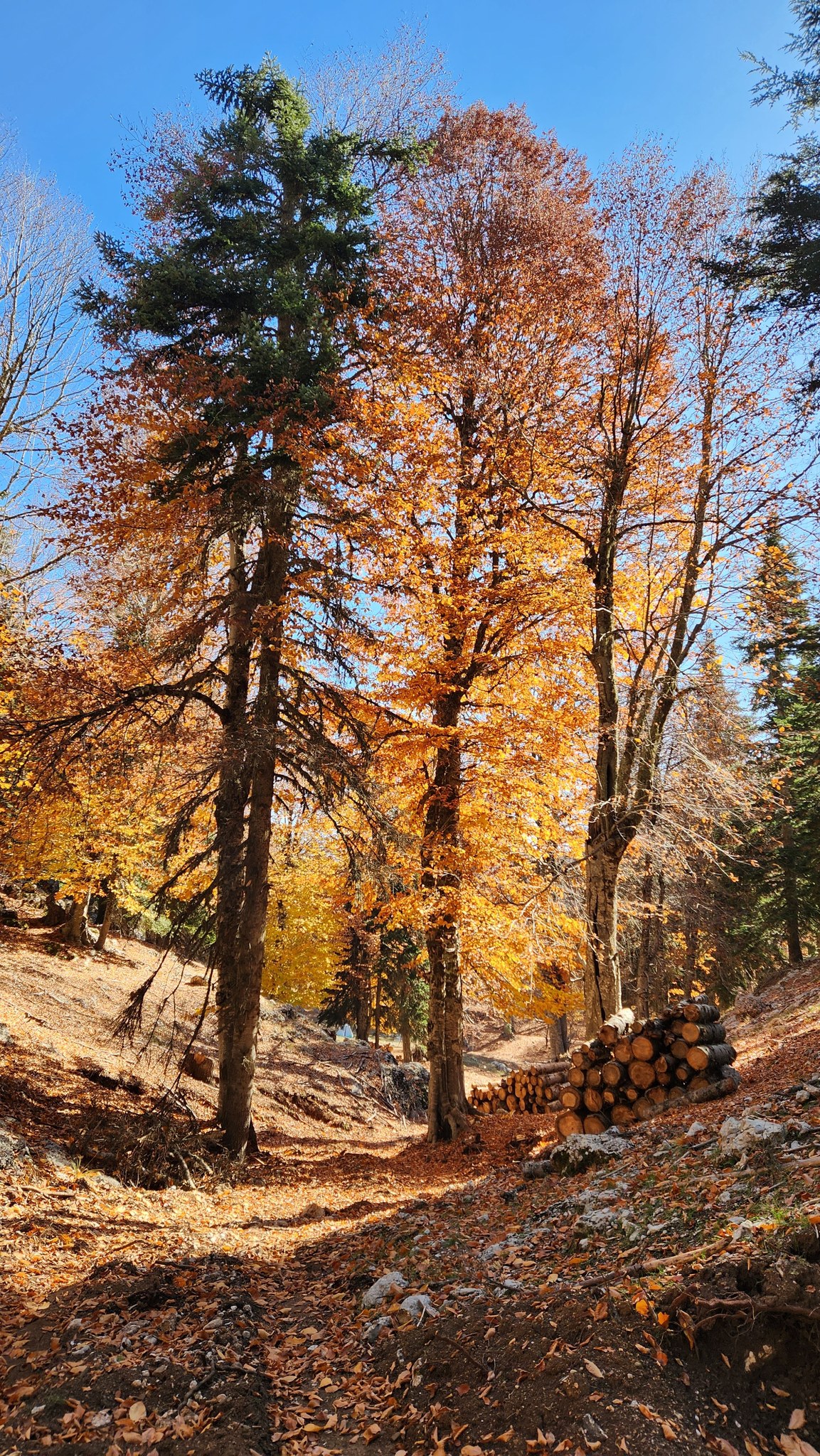 Adana’nın Saklı Cenneti Kozan Yirce Kayın Ormanı4