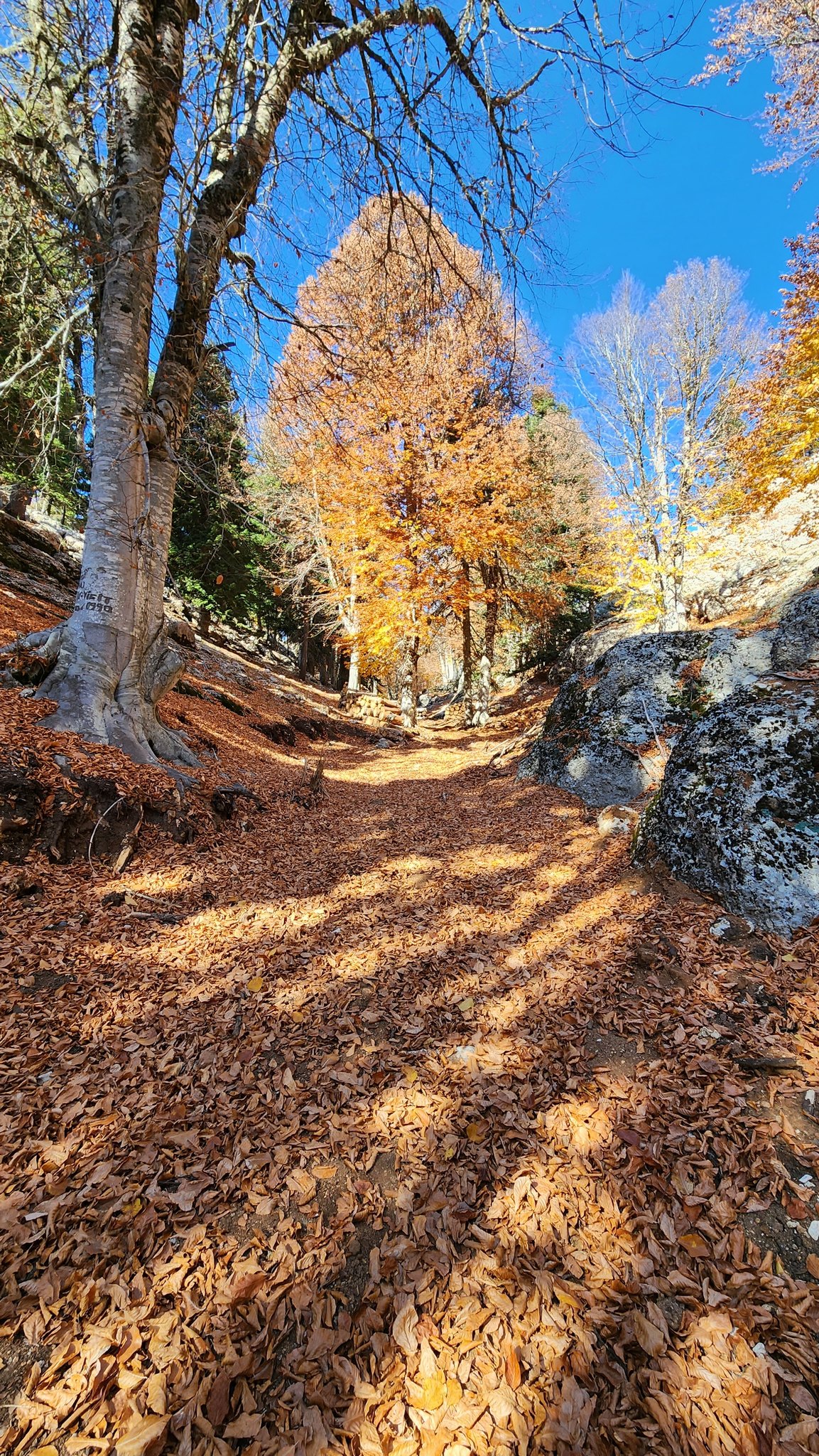 Adana’nın Saklı Cenneti Kozan Yirce Kayın Ormanı6