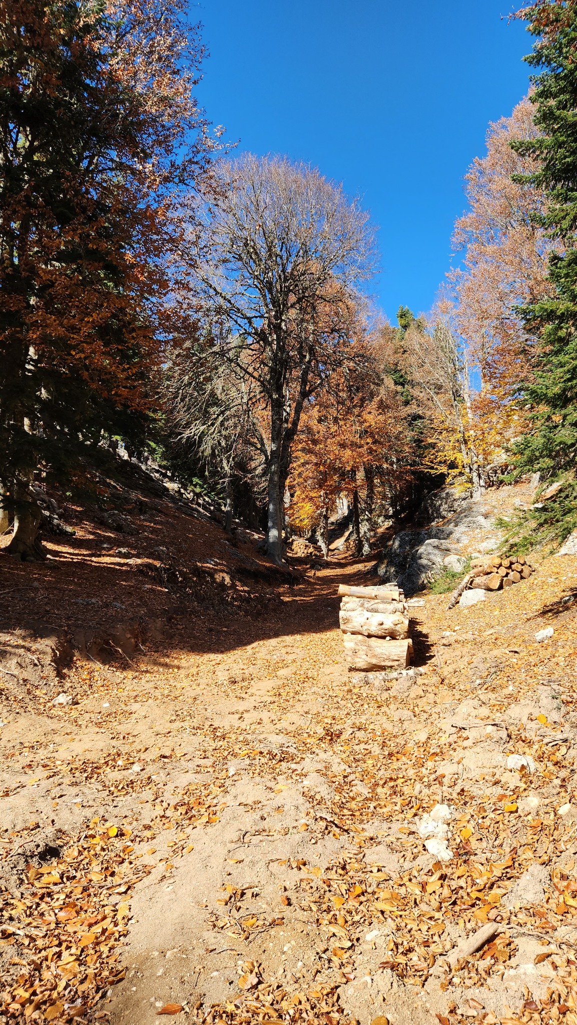 Adana’nın Saklı Cenneti Kozan Yirce Kayın Ormanı7
