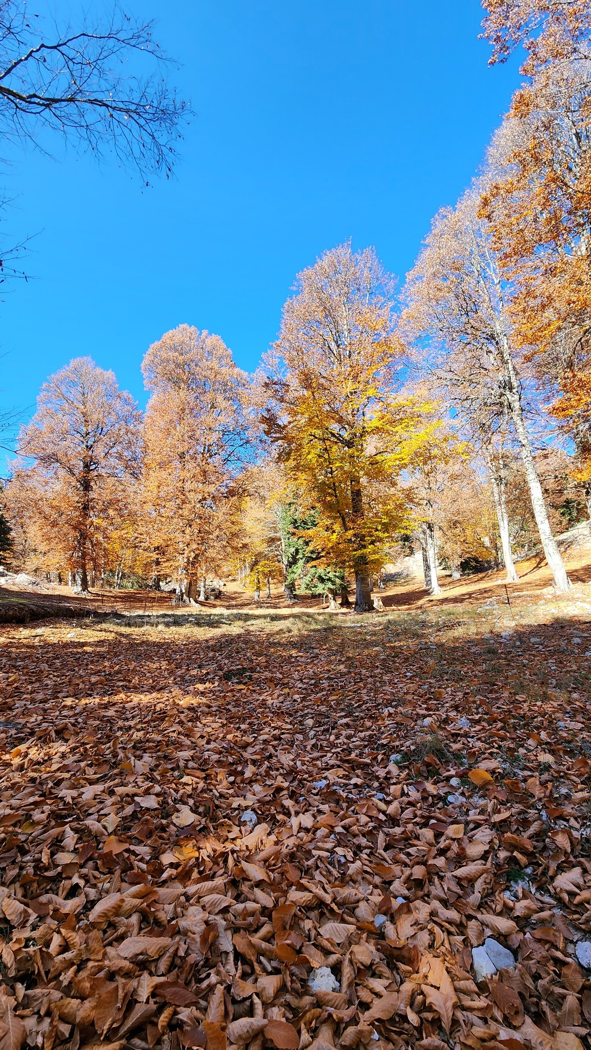 Adana’nın Saklı Cenneti Kozan Yirce Kayın Ormanı9