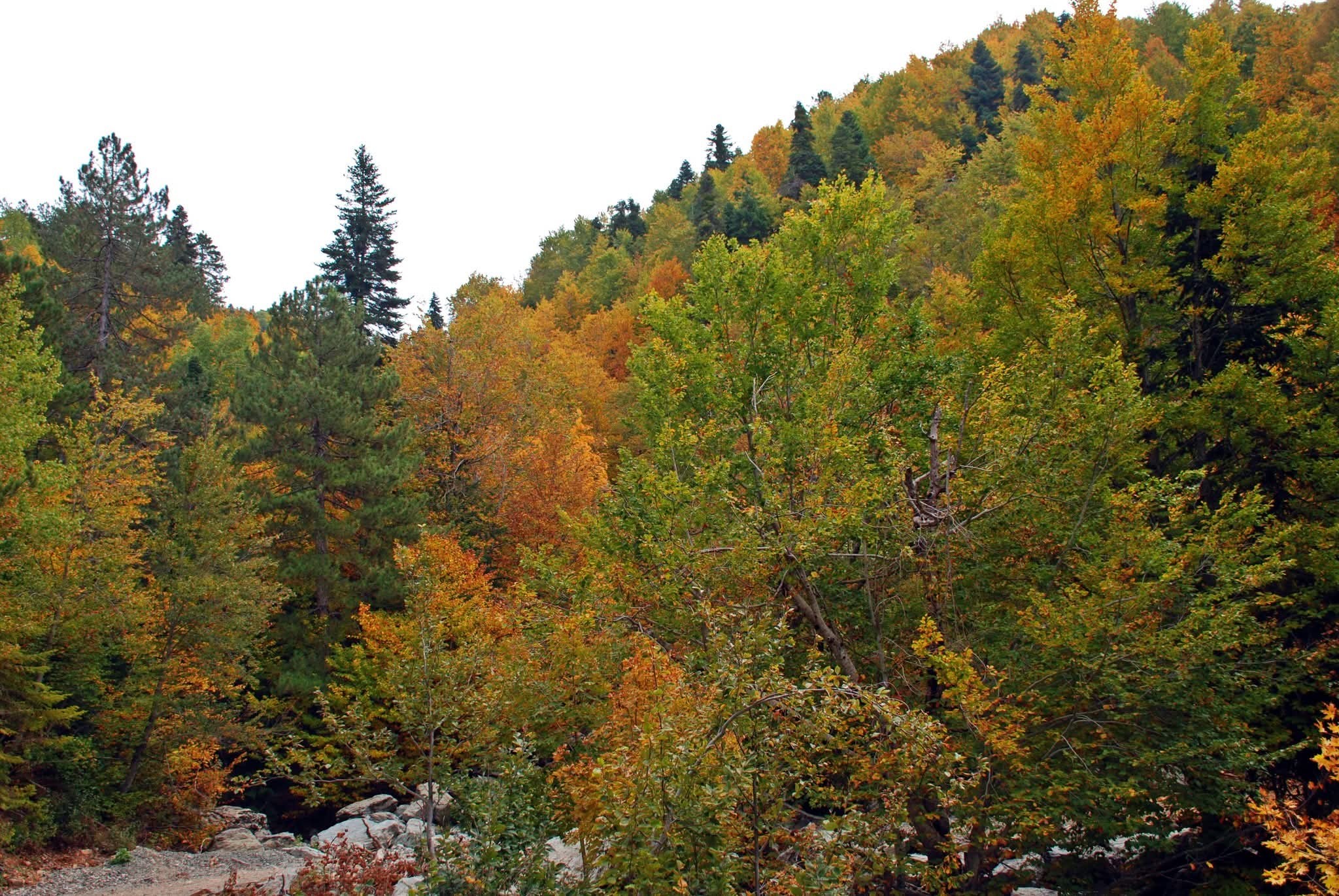 Akıntının Deresi Ve Çevresi Sonbaharda Renk Cümbüşü Sunuyor2
