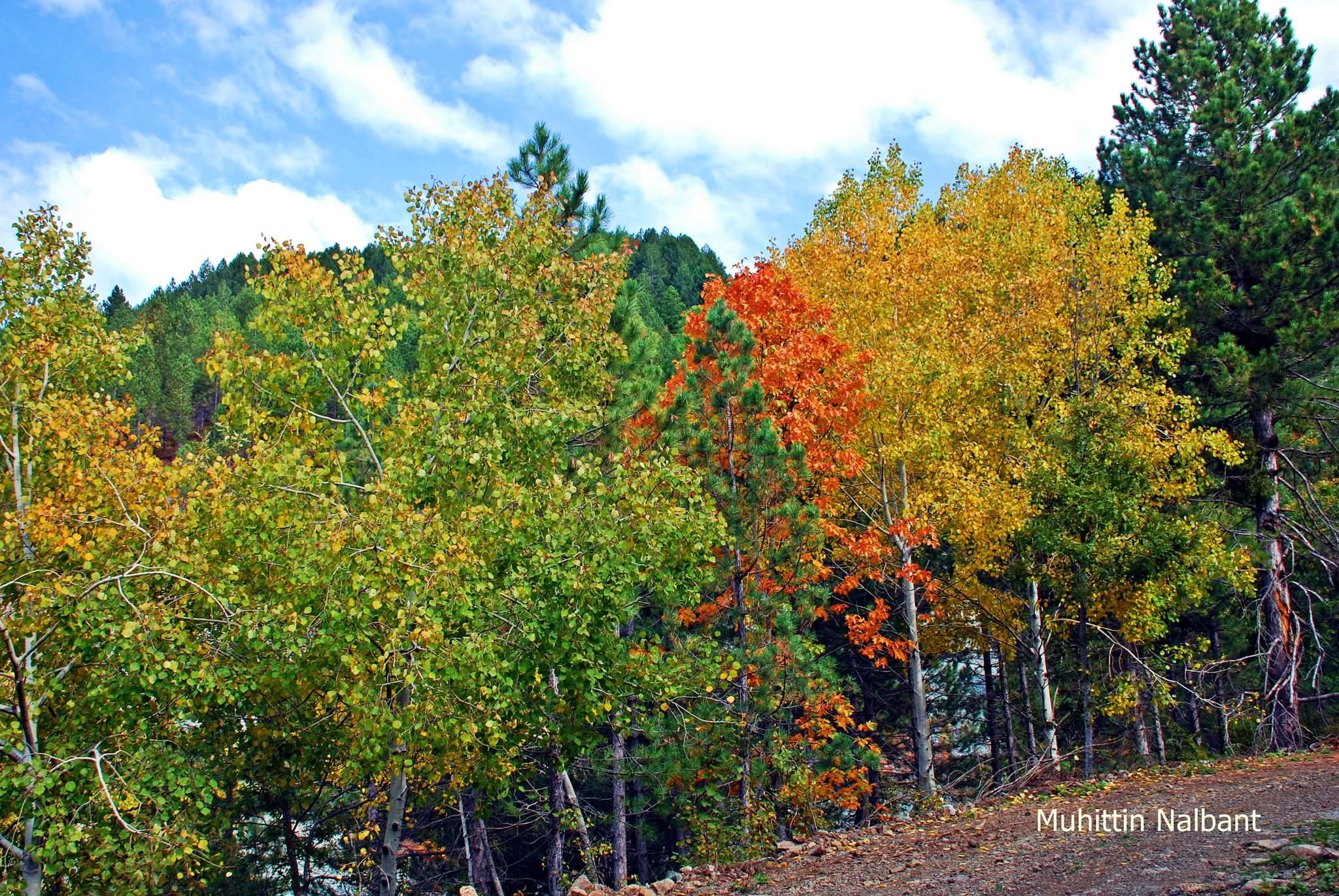 Akıntının Deresi Ve Çevresi Sonbaharda Renk Cümbüşü Sunuyor3