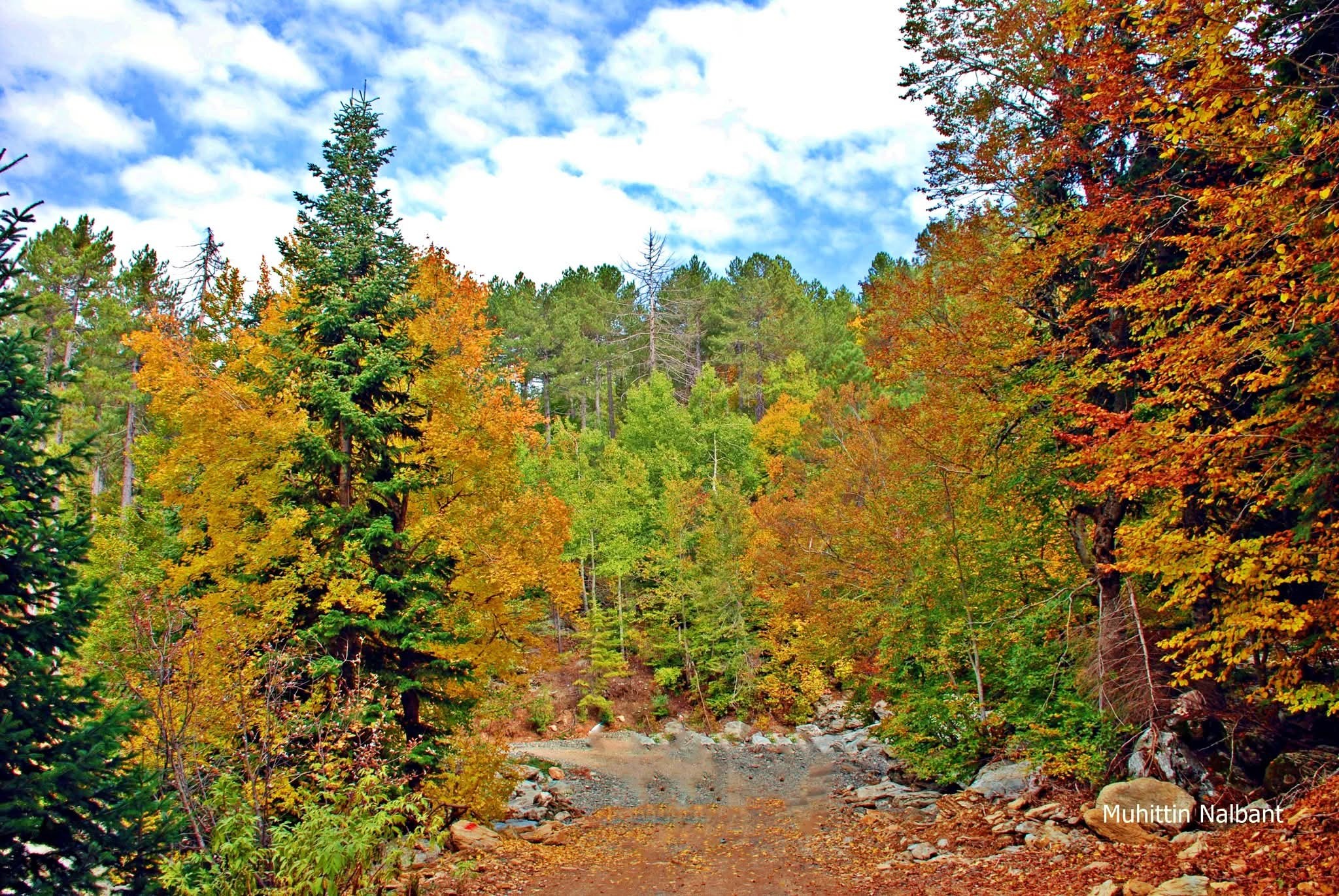 Akıntının Deresi Ve Çevresi Sonbaharda Renk Cümbüşü Sunuyor5