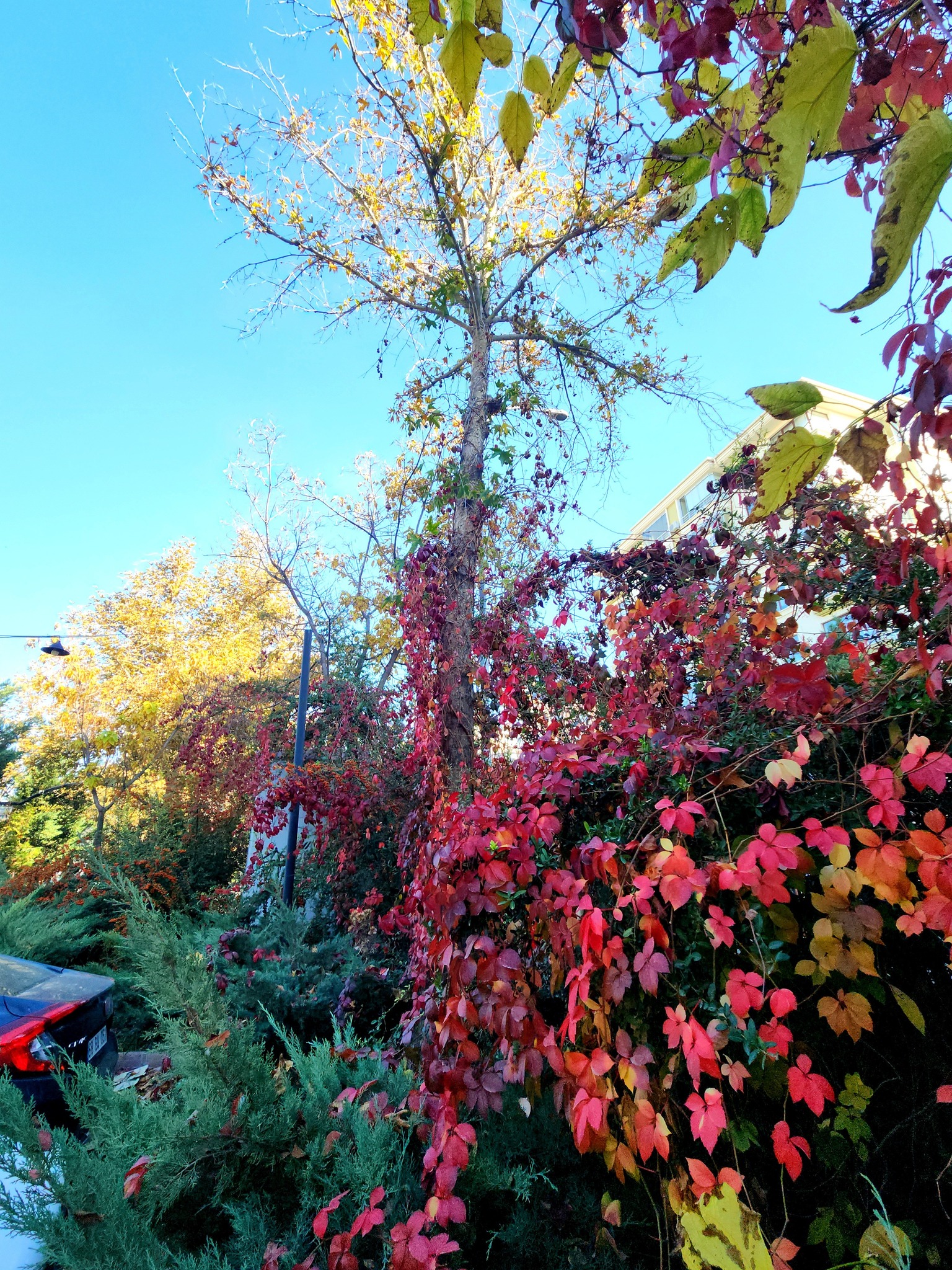 Aksaray Kültürpark’ta Muhteşem Sonbahar Manzarası2
