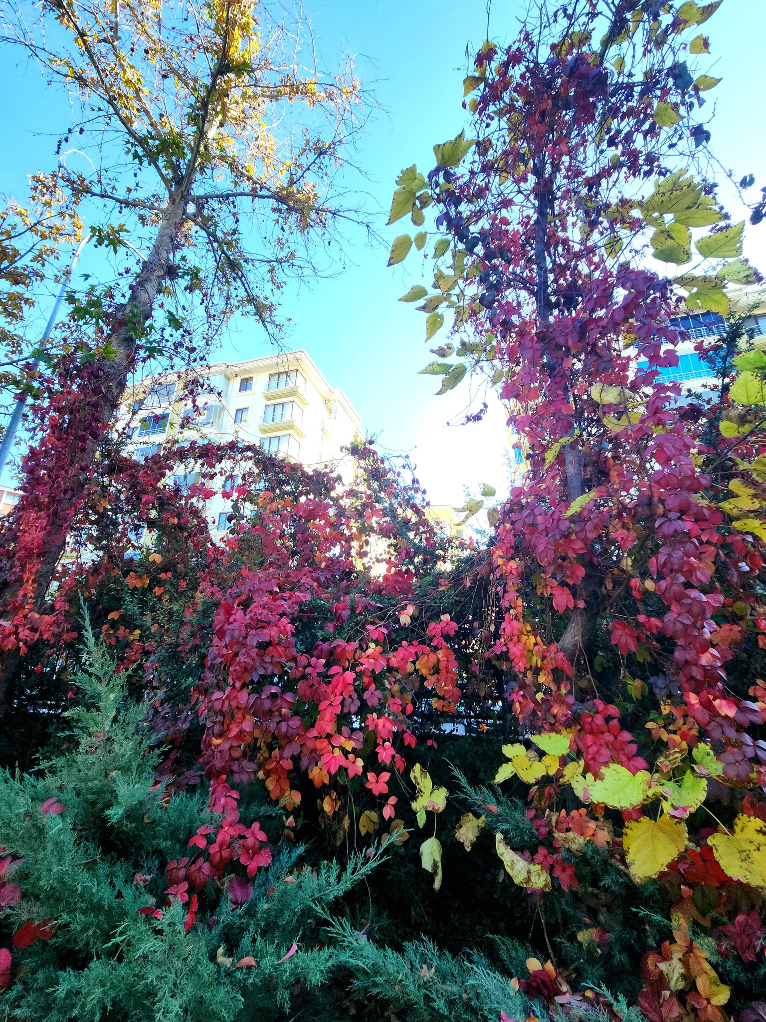 Aksaray Kültürpark’ta Muhteşem Sonbahar Manzarası3