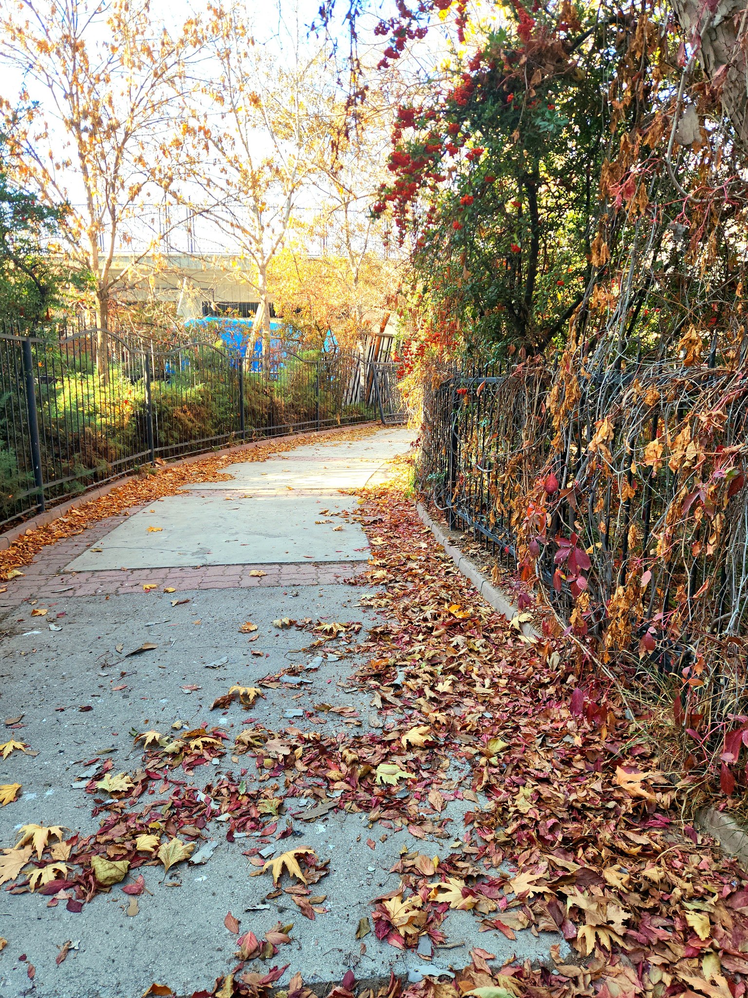 Aksaray Kültürpark’ta Muhteşem Sonbahar Manzarası4