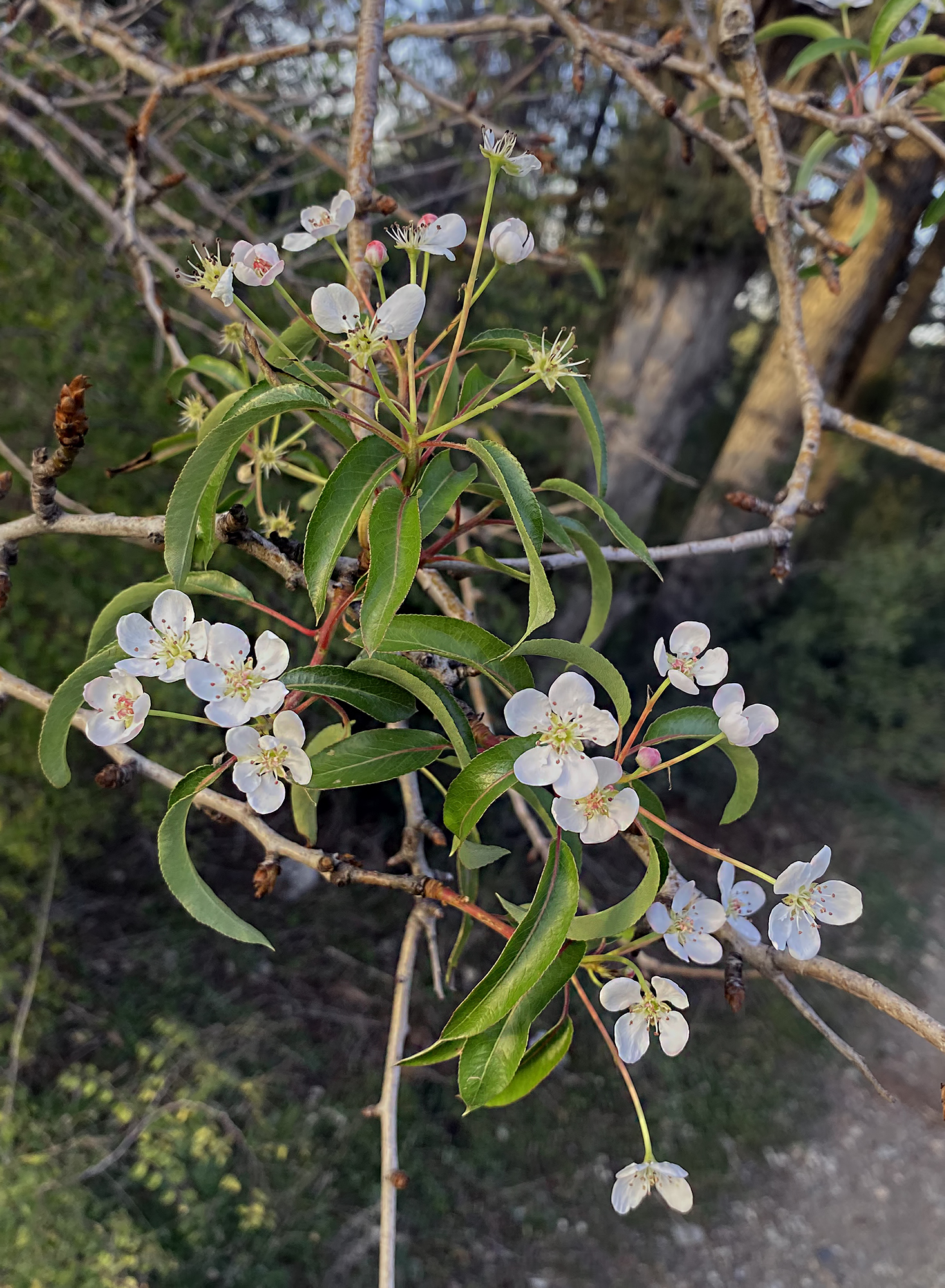 Amanoslar’da Ahlatlar Erken Çiçek Açtı Doğa Şaşırttı2