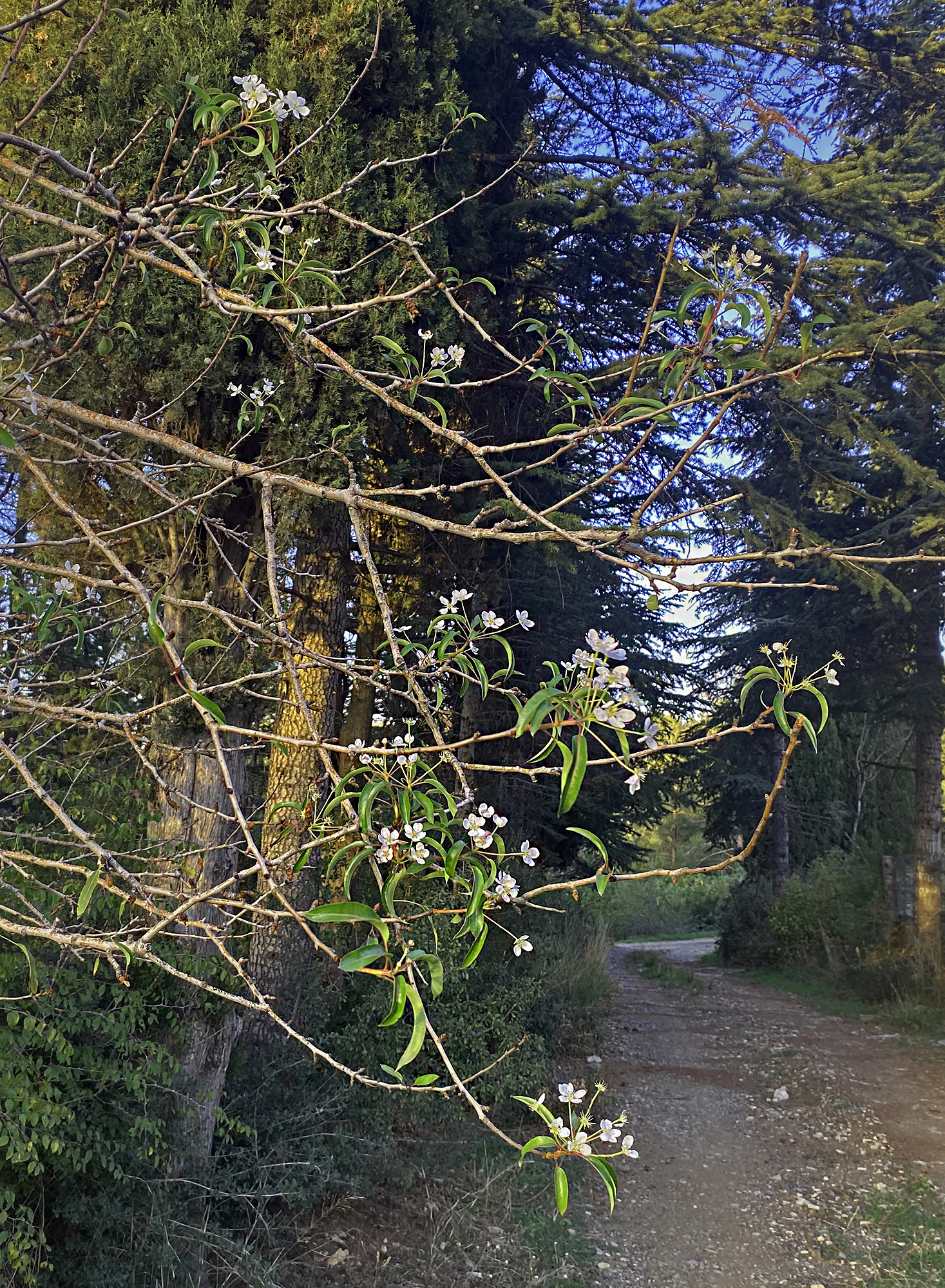 Amanoslar’da Ahlatlar Erken Çiçek Açtı Doğa Şaşırttı3