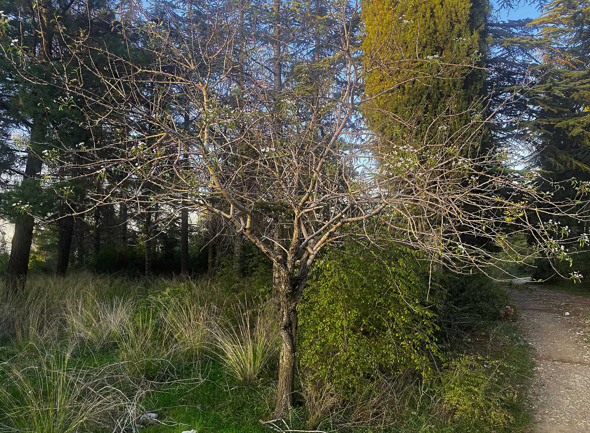 Amanoslar’da Ahlatlar Erken Çiçek Açtı Doğa Şaşırttı4