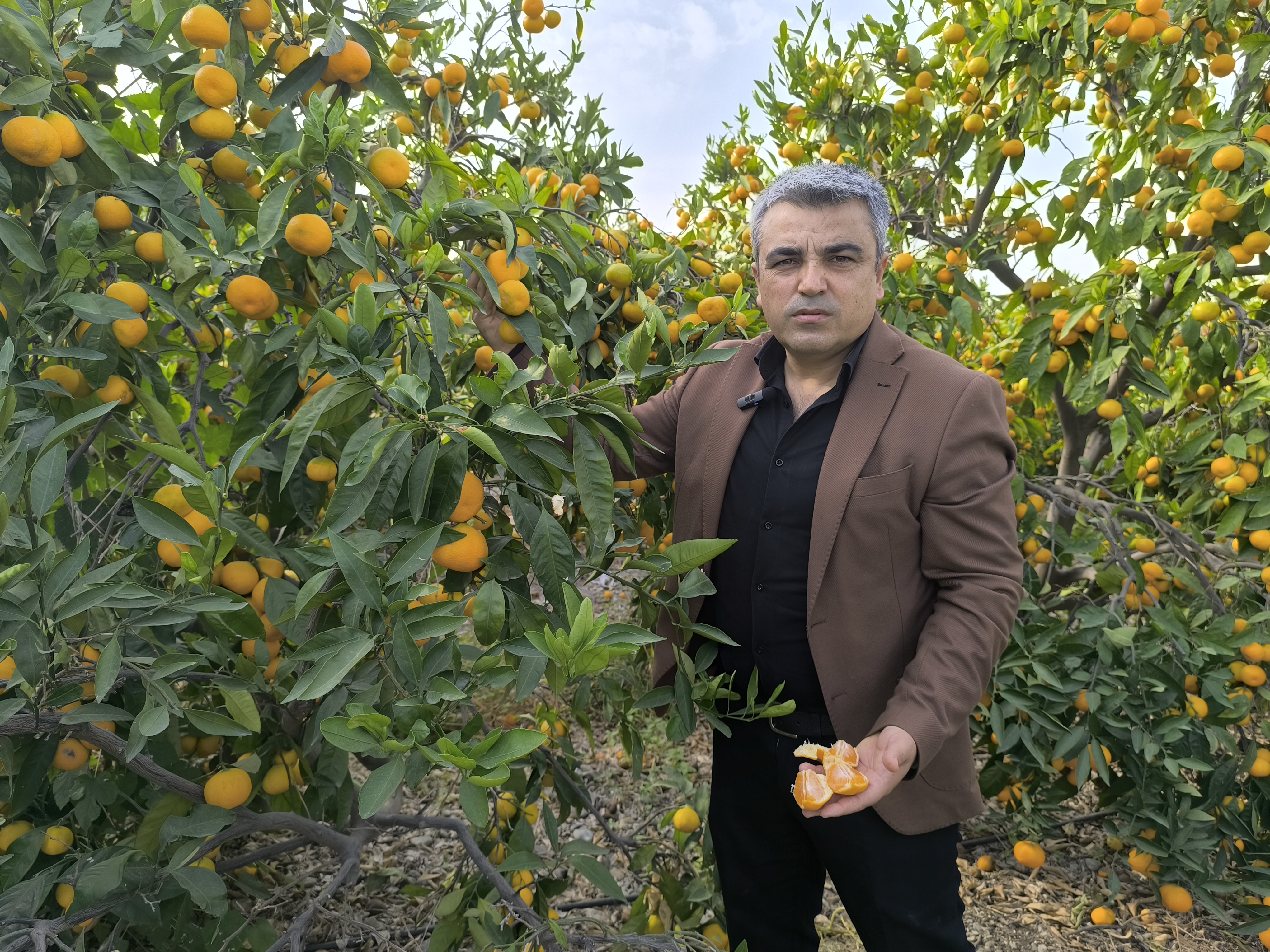 Erzinli Üretici Özsoy: “Mandalinayı 5 Liraya Mal Edip 3 Liraya Satıyoruz”-1