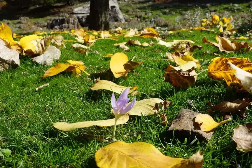 Aydın Paşa Yaylası Sonbaharın Renk Cümbüşüne Büründü2