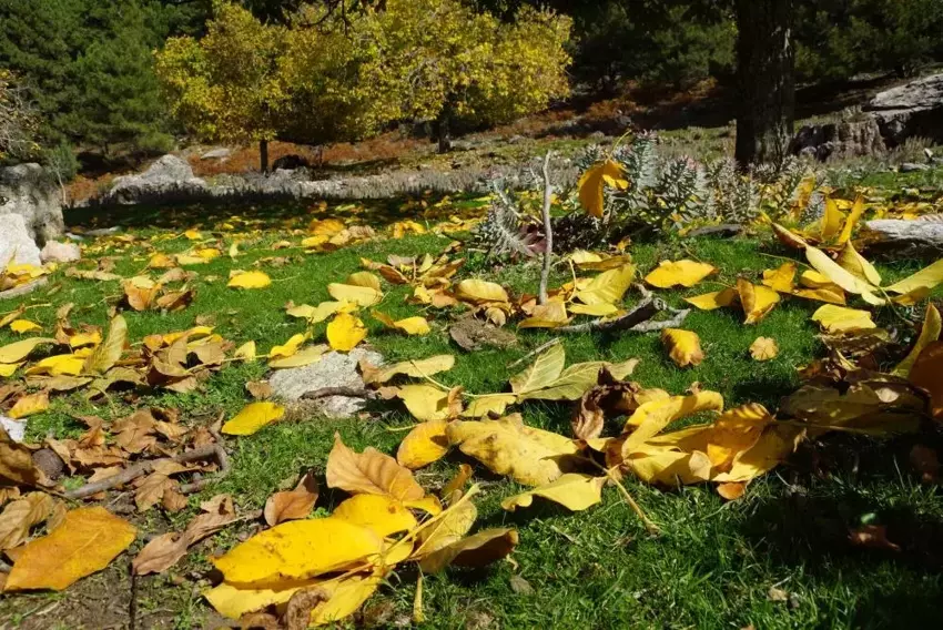 Aydın Paşa Yaylası Sonbaharın Renk Cümbüşüne Büründü3