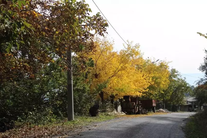 Aydın Paşa Yaylası Sonbaharın Renk Cümbüşüne Büründü4