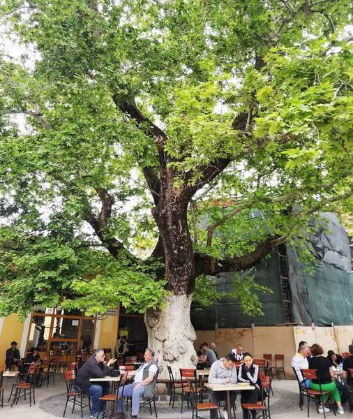 Bergama’daki Çınarlıkahve Korunuyor, Osmaniye’de Benzeri Yapı Kaybedildi
