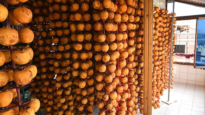 Çanakkaleli Çiftçi Kuruttuğu Hurmayla 2 Kat Kazanıyor3