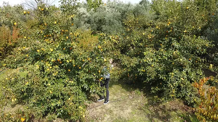 Çanakkaleli Çiftçi Kuruttuğu Hurmayla 2 Kat Kazanıyor4