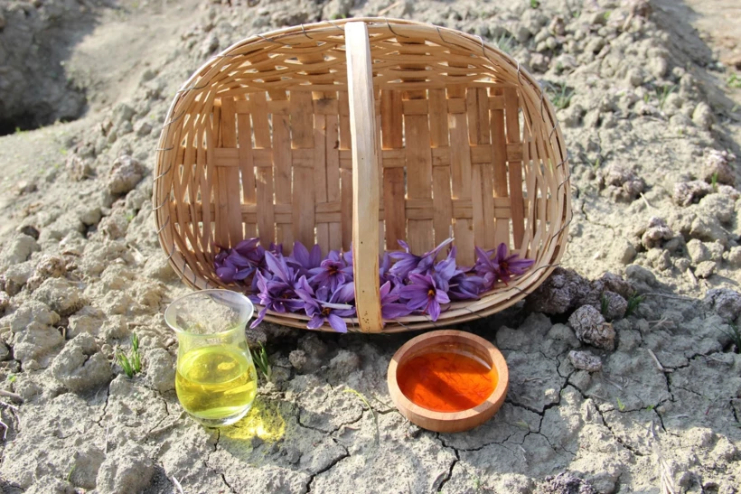 Çorum’da Deneme Ekti En Pahalı Baharatı Üretti2