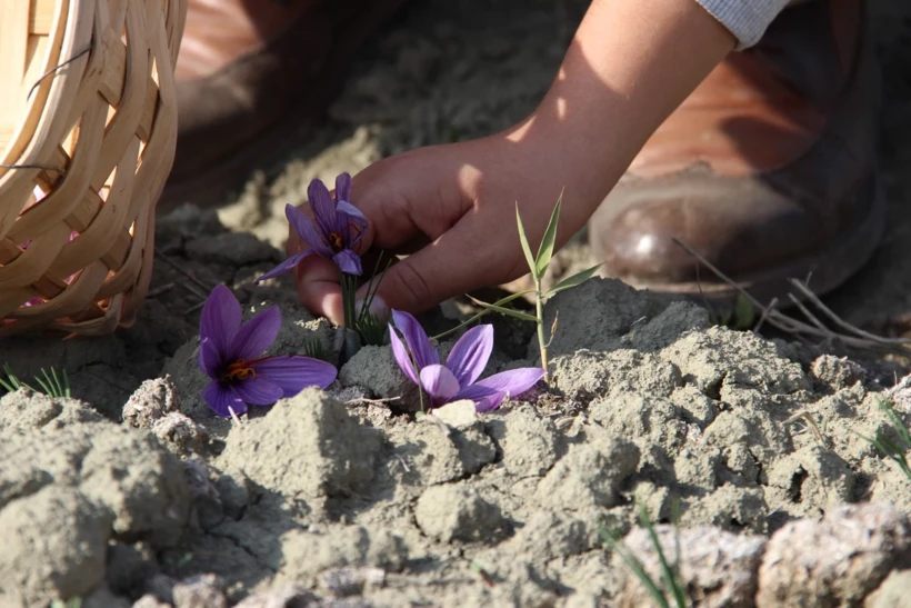 Çorum’da Deneme Ekti En Pahalı Baharatı Üretti4
