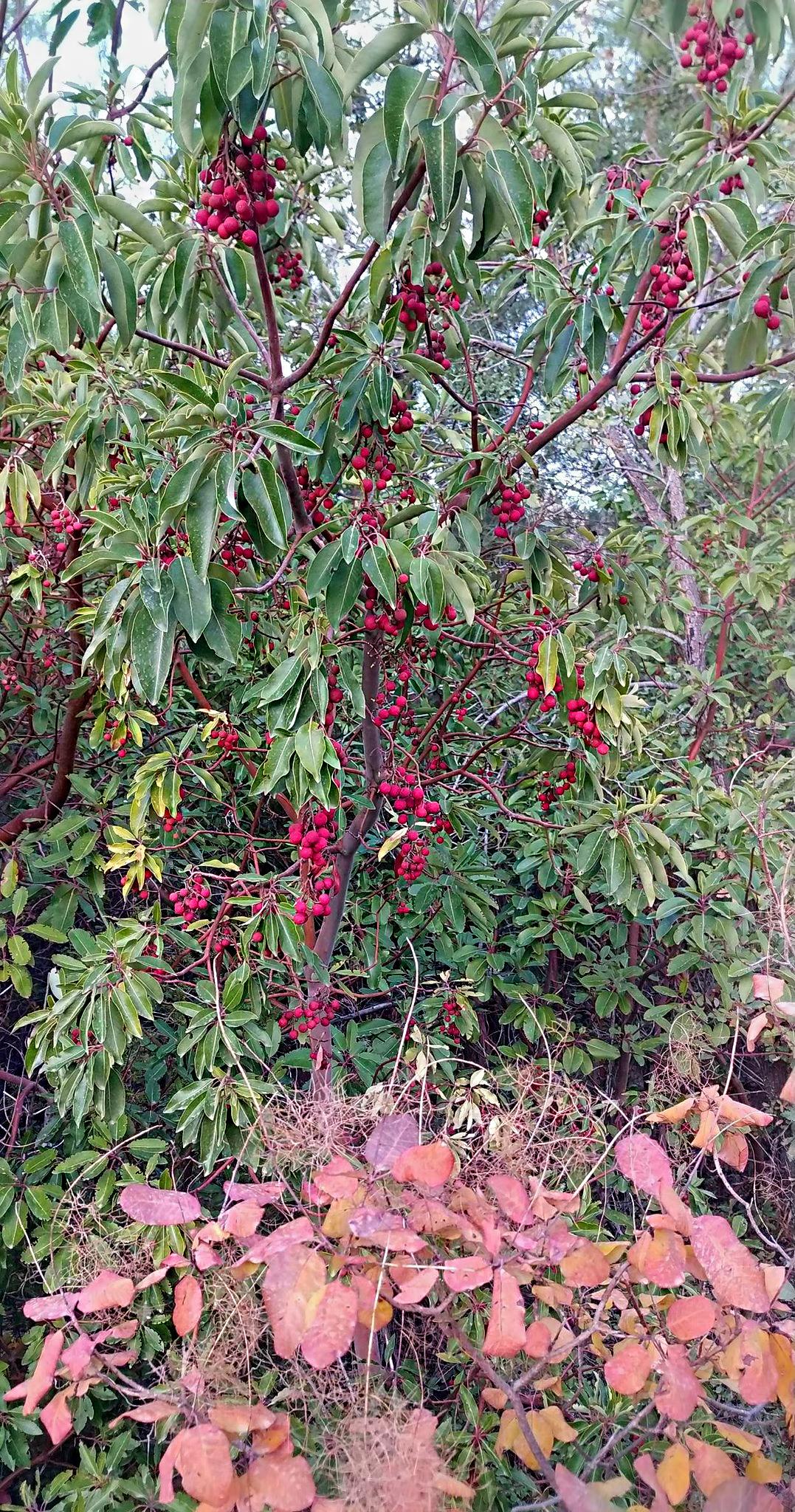 Cullupların Vakti Geldi! Amanoslar’da Doğanın Bereketi Başladı