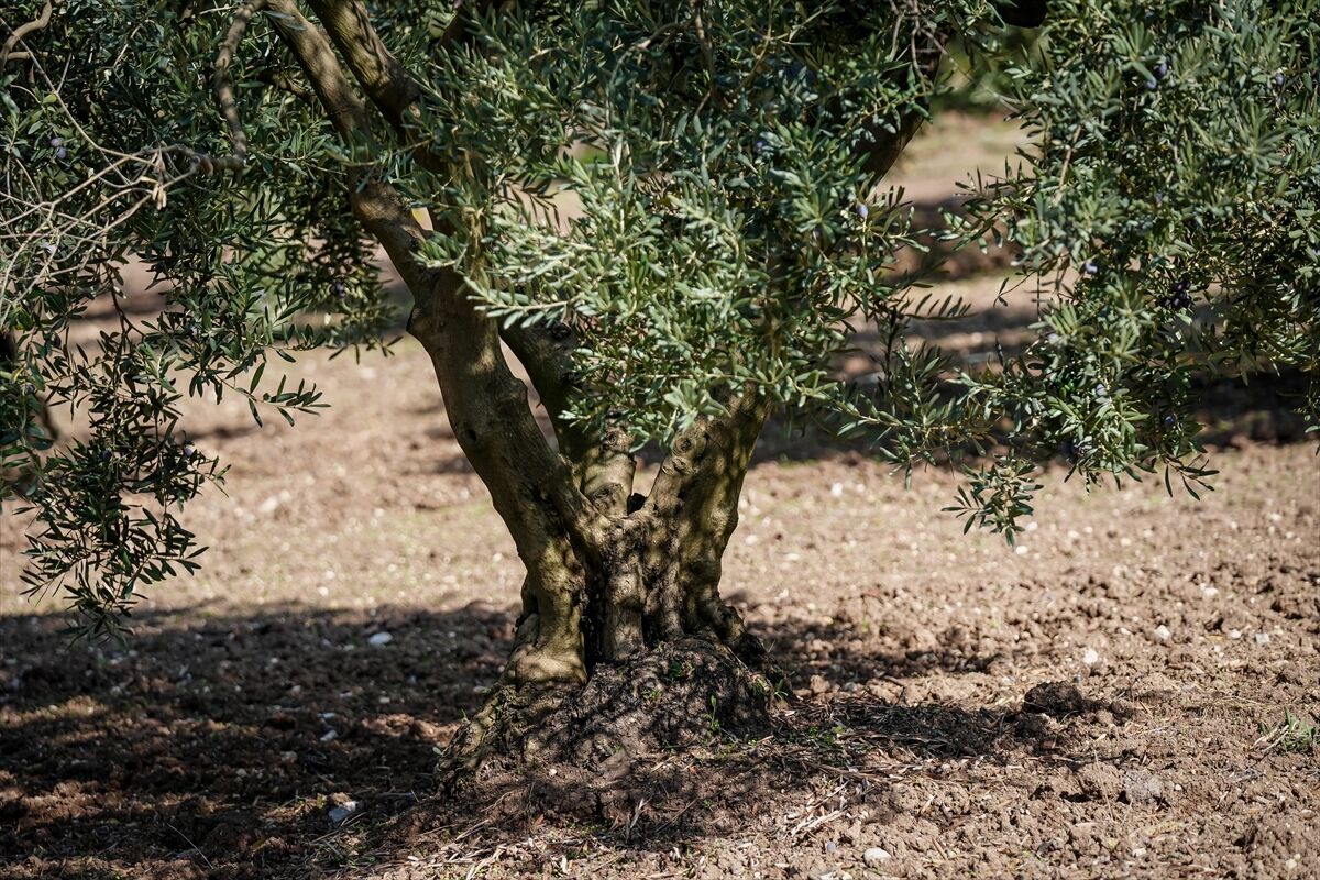 Damla Damla Kri̇z Azalan Su Kaynakları Tarımda Hem Verimi Hem De Kaliteyi Etkiliyor