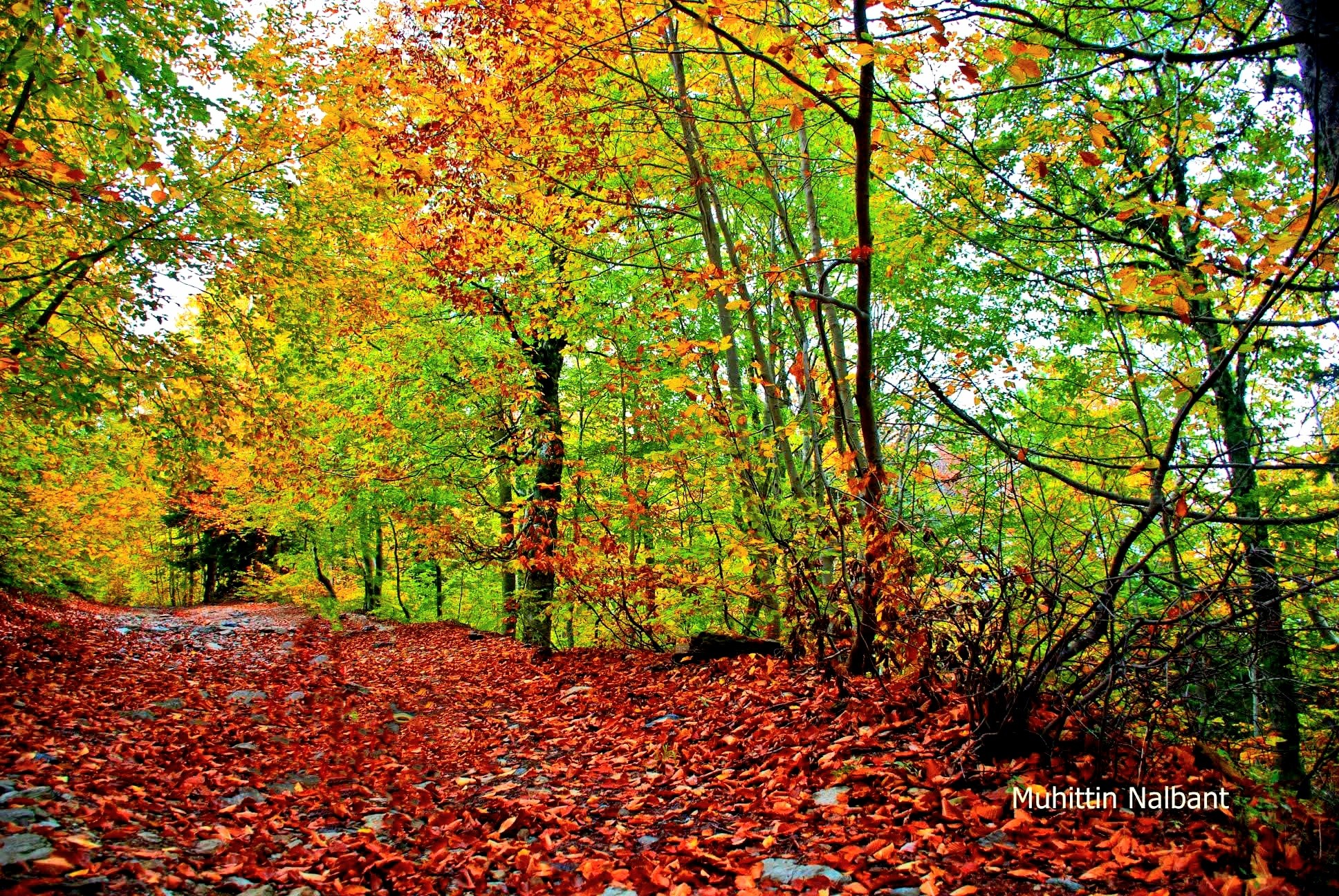Daz’da Sonbahar Renkleri Doğaseverleri Büyülüyor2