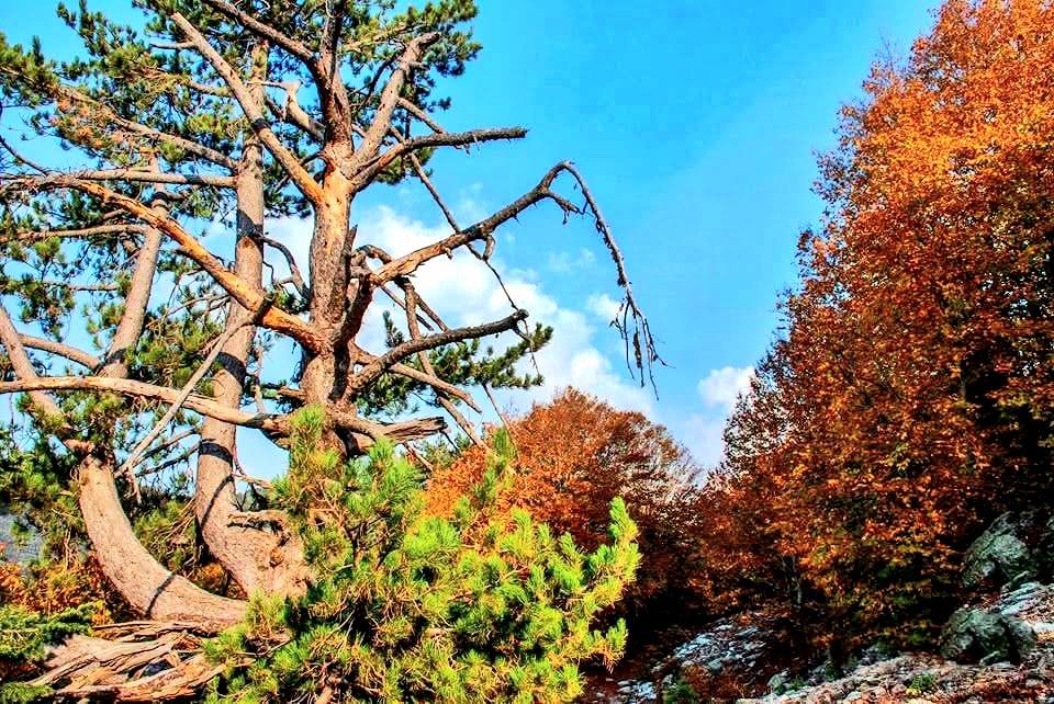 Daz’da Sonbahar Renkleri Doğaseverleri Büyülüyor3