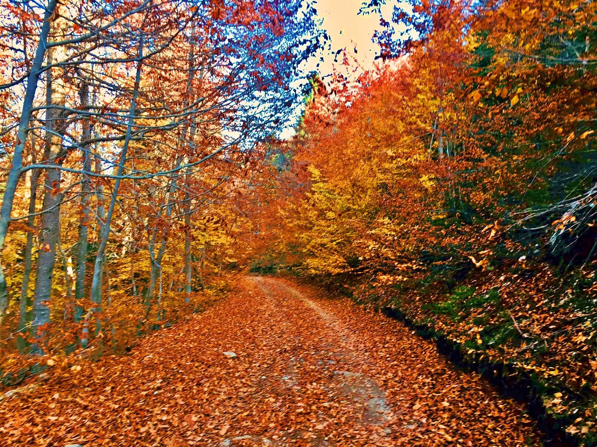 Daz’da Sonbahar Renkleri Doğaseverleri Büyülüyor4